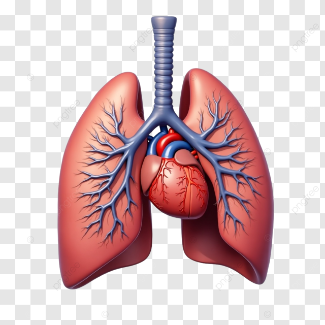 Respiratory